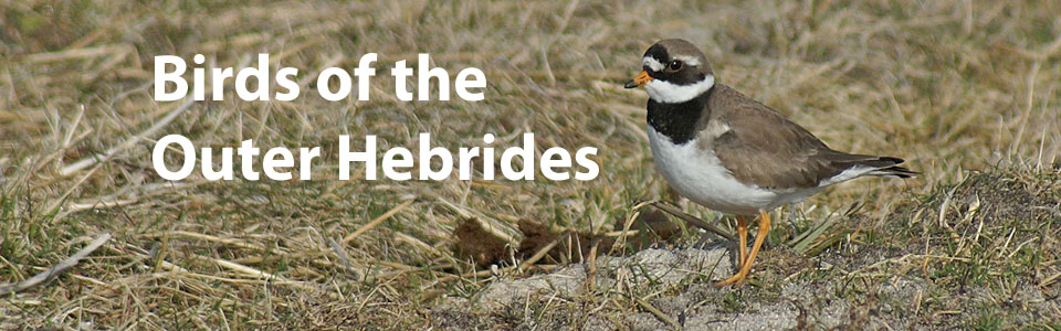 Birds of the Outer Hebrides